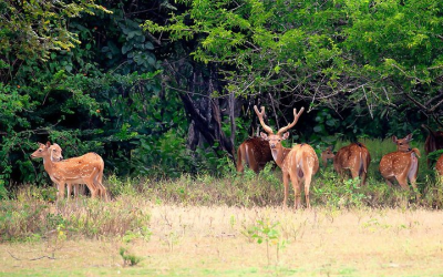 Kumana National Park in Arugam Bay