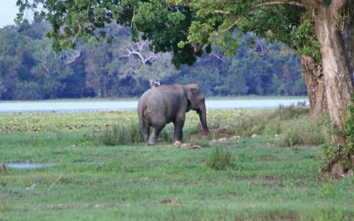 Lahugala National Park in Arugam Bay